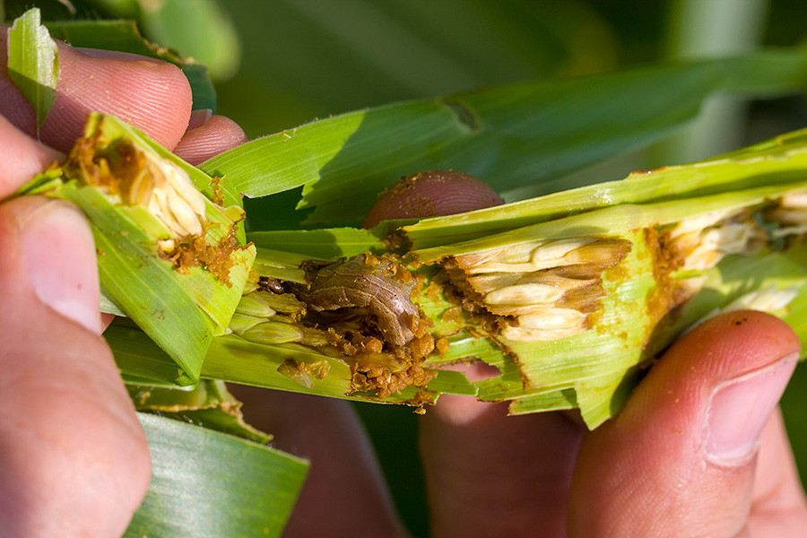 Photograph shows close-up of hands holding a broken-open corn shoot, revealing a brown grub and lots of damage to the stem.