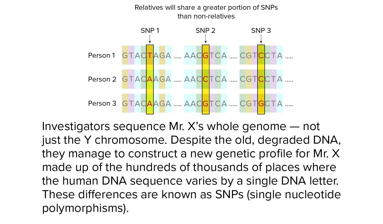 Investigators sequence Mr. X’s whole genome — not just the Y chromosome. Despite the old, degraded DNA, they manage to construct a new genetic profile for Mr. X made up of the hundreds of thousands of places where the human DNA sequence varies by a single DNA letter. These differences are known as SNPs (single nucleotide polymorphisms).
