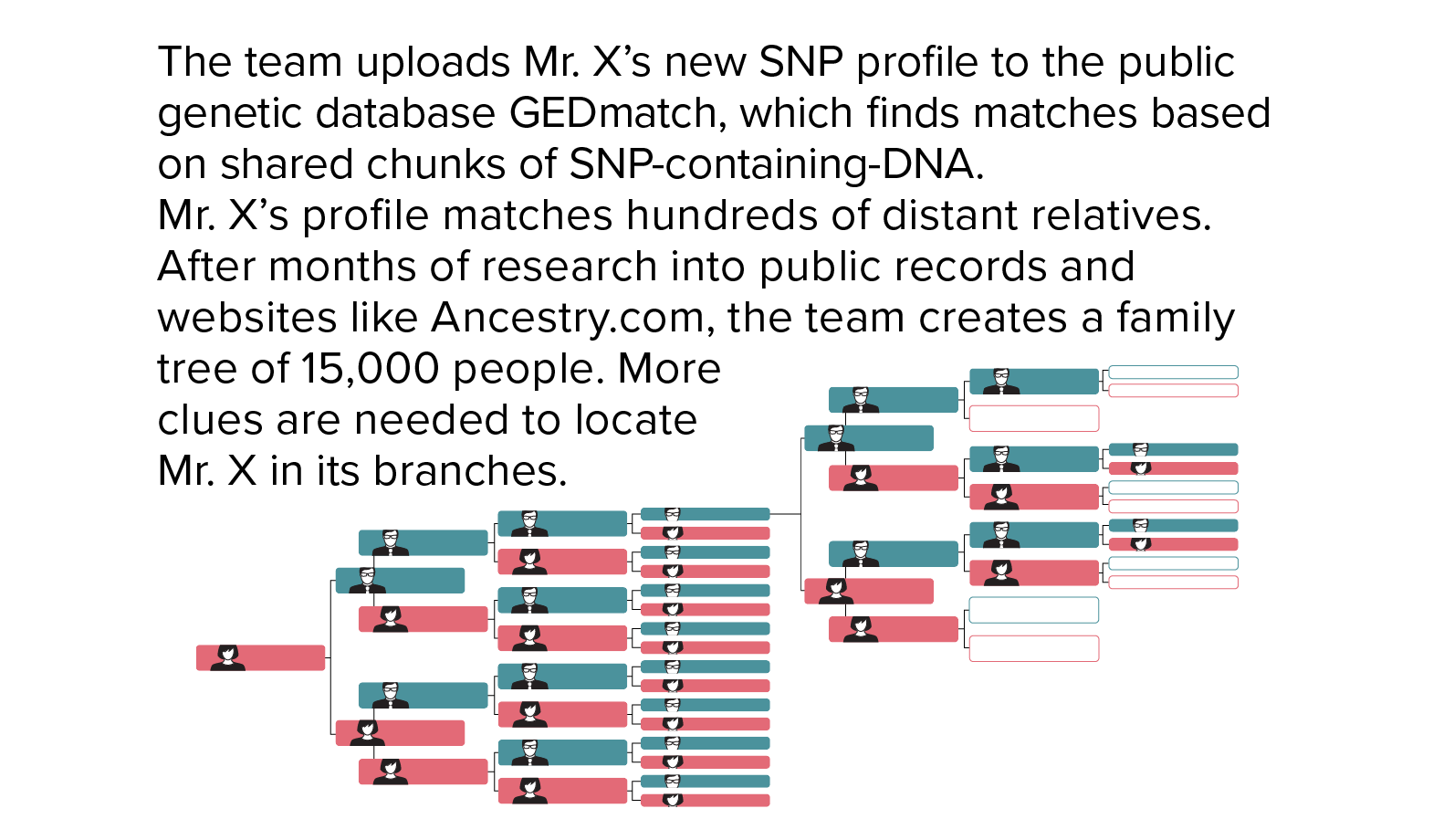 The team uploads Mr. X’s SNP profile to the public genetic database GEDmatch, which finds matches based on shared chunks of SNP-containing-DNA. Mr. X’s profile matches hundreds of distant relatives. After months of research into public records and websites like Ancestry.com, the team creates a family tree of 15,000 people. More clues are needed to locate Mr. X in its branches.