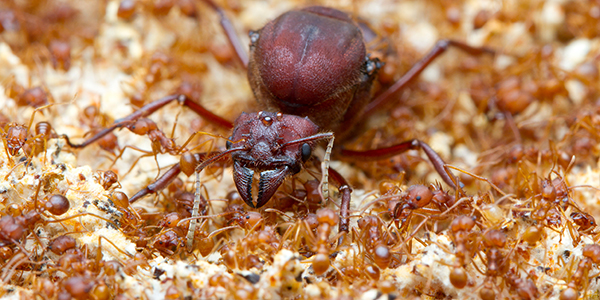 Photograph of a large brown ant with fierce-looking mouthparts — the queen. It is surrounded by much smaller worker ants.