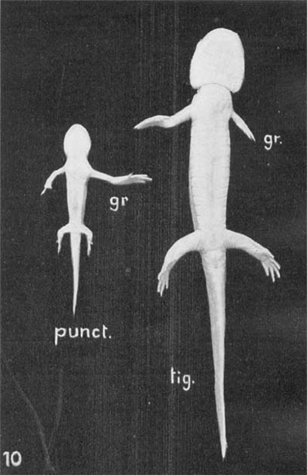 Photograph of two differently sized salamanders with lopsided forearms.