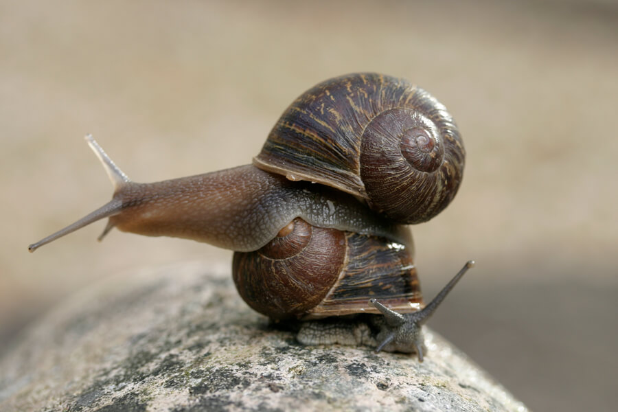 Photograph of a snail on top of another snail, attempting to mate.