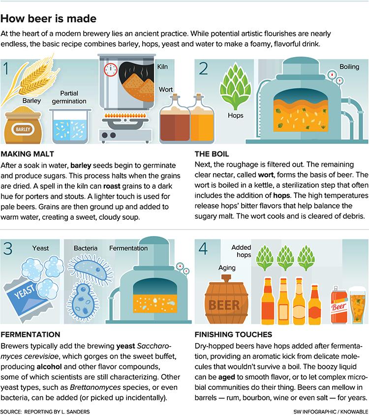 Brewing process graphic