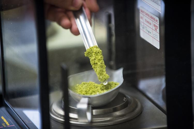 Bright green hops are weighed on a lab scale.
