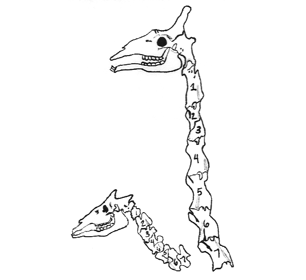 Line drawing of the neck bones and head of a giraffe and okapi, side by side. The vertebrae are numbered 1 to 7. The neck bones in the giraffe are much longer.