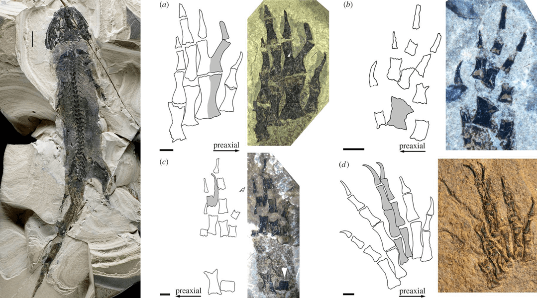 Photographs of a full fossil specimen of an extinct amphibian called Micromelerpeton, as well as several fossil Micromelerpeton hands. Next to the hand photographs are drawings that show the individual bones, including some mistakes.