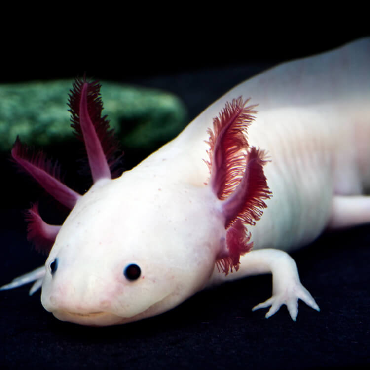 Photograph of the front part of an axolotl. The creature is white, with red gills.