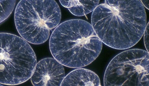 Photograph of Noctiluca scintillans, a plankton species that causes bioluminescent blooms when coastal waters are rich in nutrients. The dinoflagellate can host tiny algae, allowing it to glean energy from the sunlight as well as feed on other plankton.