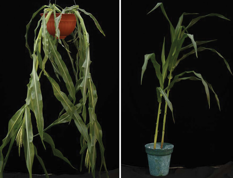 A corn (maize) plant drapes down over the sides of a hanging pot next to a picture or an ordinary corn plant standing upright in a pot.