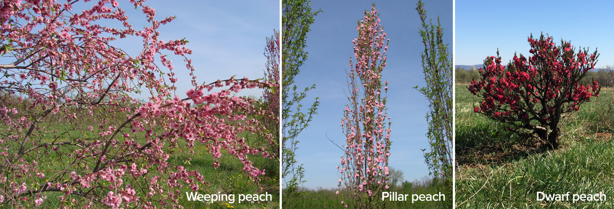 Three varieties of peach trees in flower: a weeping tree with spreading branches, a pillar peach with upright branches and a dwarf peach that is short and squat like a shrub.