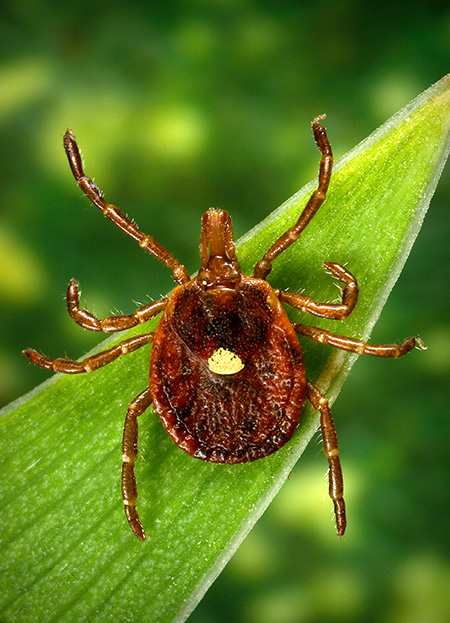 Close-up photograph of an adult female lone star tick with a distinctive pale “star” on her back. The tick is perched on a leaf.
