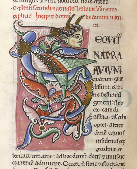 Detail of an illuminated manuscript of Natural History book shows the start of a section with the letter “S” that is decorated into an imagined hybrid creature with a winged body and a human head with horns.