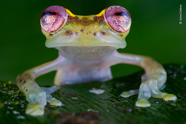 Photo of the top third, face-on, of a yellow-headed translucent frog with deep pink eyes, it’s front legs stretched forward on a leaf.