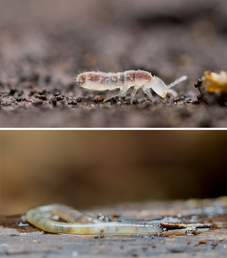 Photograph of two beige critters, a worm and a six-legged creature related to an insect.