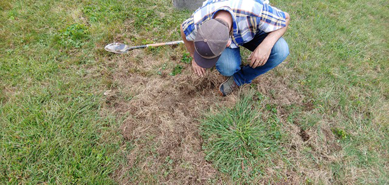 Photograph of a man in plaid shirt and baseball hat crouched down examining a brown patch of grass.