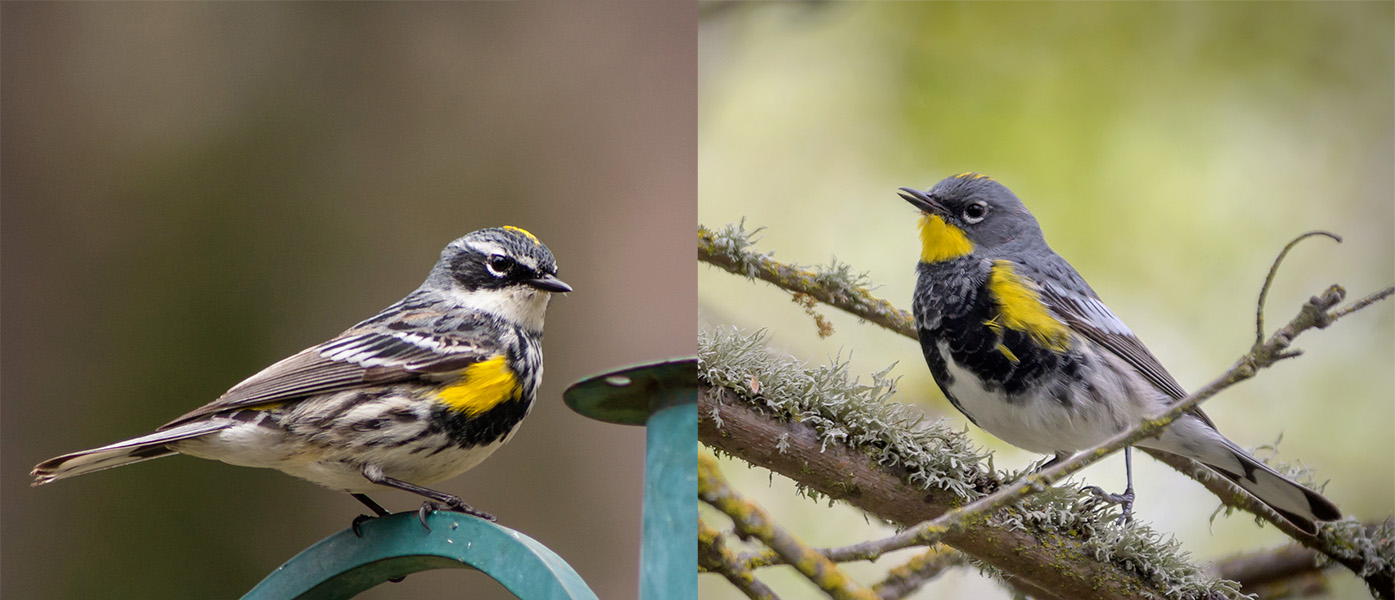 Photos of two warblers. One has a white throat patch, the other has a yellow one.