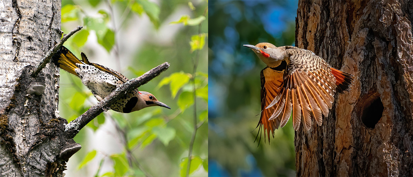 Photos of two birds known as flickers. One has red shafts on its wing and tail feathers, the other has yellow shafts.