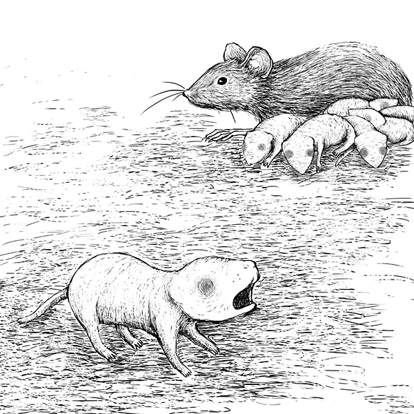In this drawing, a young mouse pup cries in the foreground, while its mother nurses its siblings in the background.