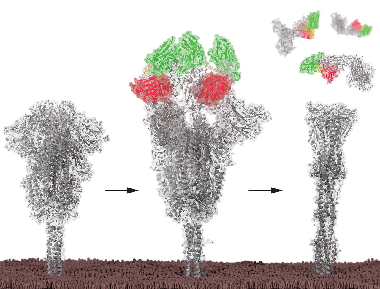The spike protein shown alone and then disabled by two kinds of nanobodies