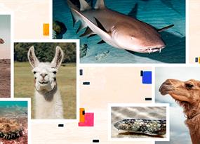 Small wonders: The antibodies from camels and sharks that could change medicine