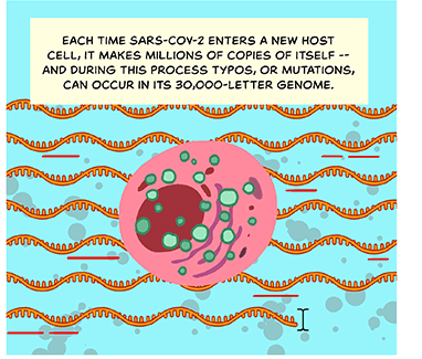 Cartoon-style image of viruses infecting a host. Text: Each time SARS-CoV-2 enters a new host, it can make millions of copies of itself — and during this process typos, or mutations, can occur in its 30,000-letter genome