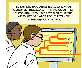Illustration of scientists in front of a computer screen examining a phylogenetic tree. Text: Scientists have analyzed more than 565,942 viral genomes from more than 140 countries. These analyses have revealed that the virus accumulates about two new mutations each month. 