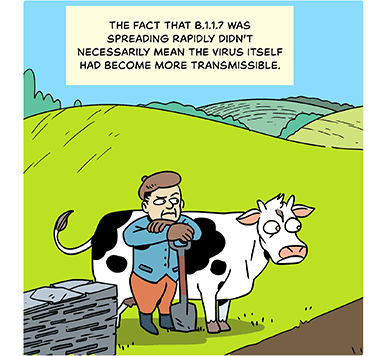Illustration: An irate looking Englishman in front of a cow. Caption at the top: The fact that B.1.1.7 was spreading doesn’t necessarily mean the virus itself had become more transmissible. 