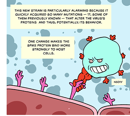 Illustration: A cartoon N501Y strain coronavirus with an especially strong “arm“ (spike protein) shaking hands with a cell. Caption: This new strain is particularly alarming because it quickly acquired so many mutations — 17, some of them previously known — that alter the virus’s proteins and thus, potentially, its behavior. One change makes the spike protein bind more strongly to host cells. 