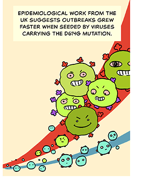 Illustration of two graph lines: the top one is red, full of successful and angry looking coronavirus. The bottom is blue, with more muted looking viruses. Text: Epidemiological work from the UK suggests outbreaks grew faster when seeded by viruses carrying the D614G mutation