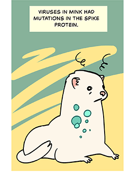 Comic-style illustration of a sick mink. Caption at top: Viruses in mink had mutations in the spike protein. 