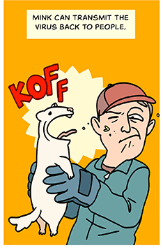 Comic-style illustration of a mink coughing on a human. Red letters spell out KOFF above the mink's head. Caption at the top: Mink can transmit the virus back to people. 