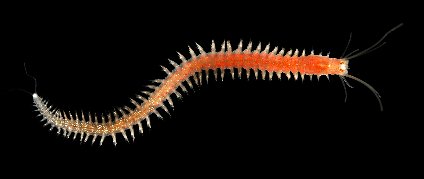 Photograph of an orange worm with bristles along its length, shot against a black background.