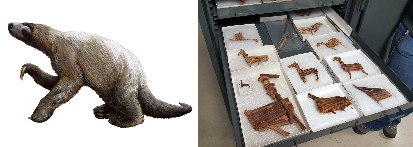Two images hint at the history of the Grand Canyon. On left, illustration depicts an extinct Shasta ground sloth (Nothrotheriops shastensis), a now bear-sized species that once roamed the American west. On right, a photo shows a collection of ancient split twig figurines stored in a drawer by the National Park Service.
