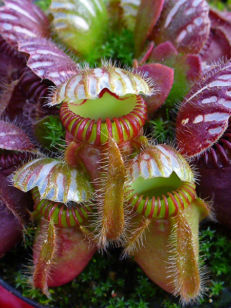 Photograph of Australian pitcher plant, showing a number of traps that look rather like open mouths.