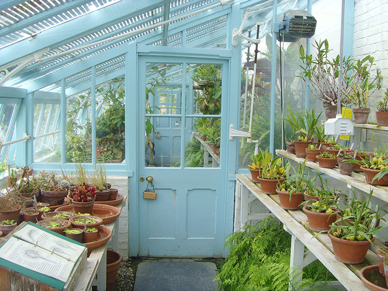 Photograph of a greenhouse with many pots of plants on shelves. The door and wood frame of the structure are painted a restful pale blue.