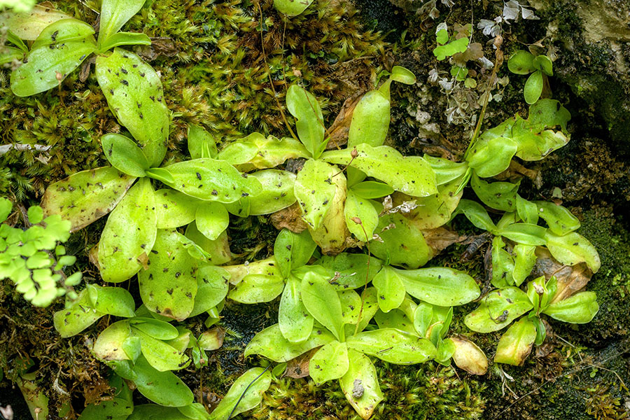 Photograph of a lot of little plants with rosettes of pale green leaves. The plants are covered with insects that have stuck to leaves.