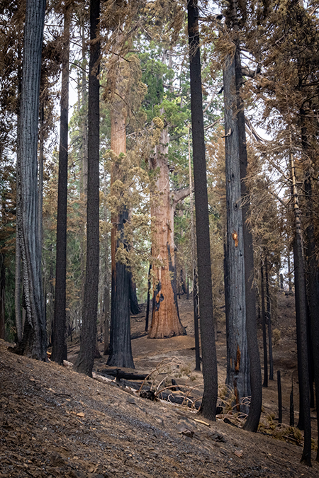 Photograph of a live giant sequoia tree, with green canopy. It is surrounded by trees with burned trunks and dead foliage.