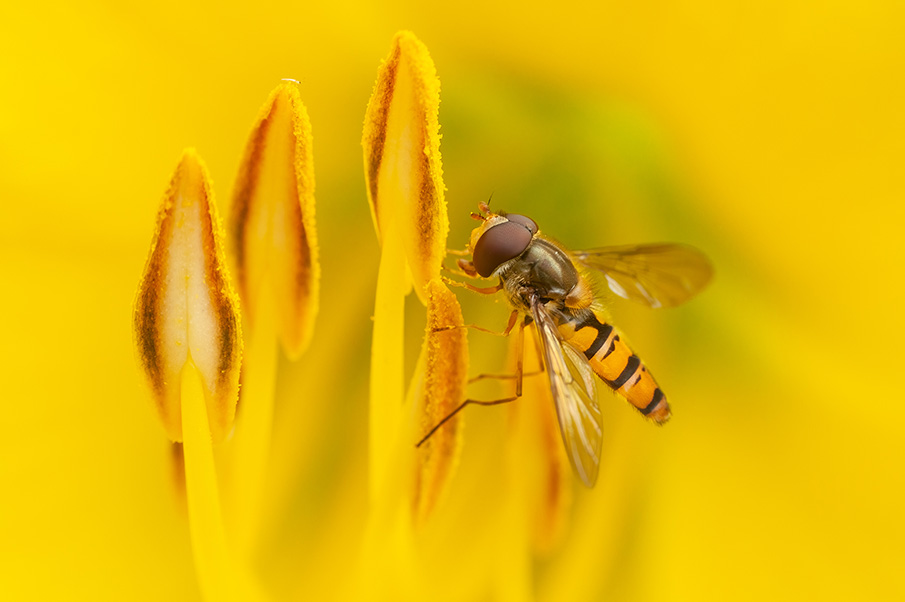 A slim fly with a cute, stripy abdomen and dark red eyes is visiting the pollen-bearing anthers inside a yellow flower.