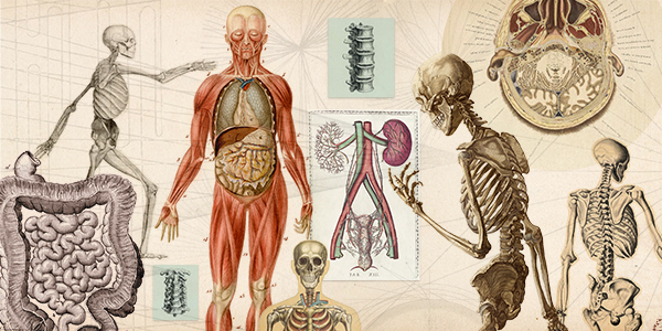 A collage of images of skeletons and body parts.