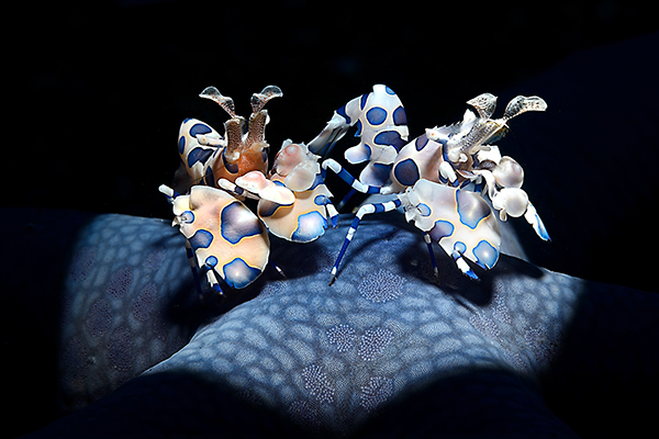 Two orangey-white harlequin shrimp, each covered in large blue spots, perch on the folds of a blue starfish.