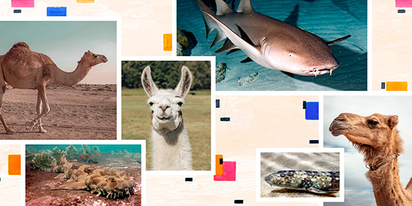 Photo collage of camels, alpacas and sharks