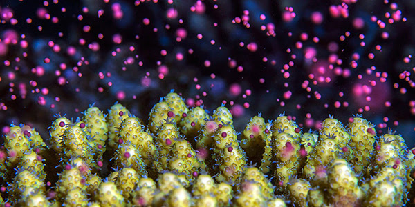 Photograph of pale coral on a dark background. Lots of pink and purple blobs are rising from the coral into the water above.