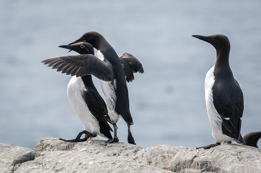 Three black and white birds stand on a rock. One is positioned closely behind a second, with his wings spread out. A third looks on.