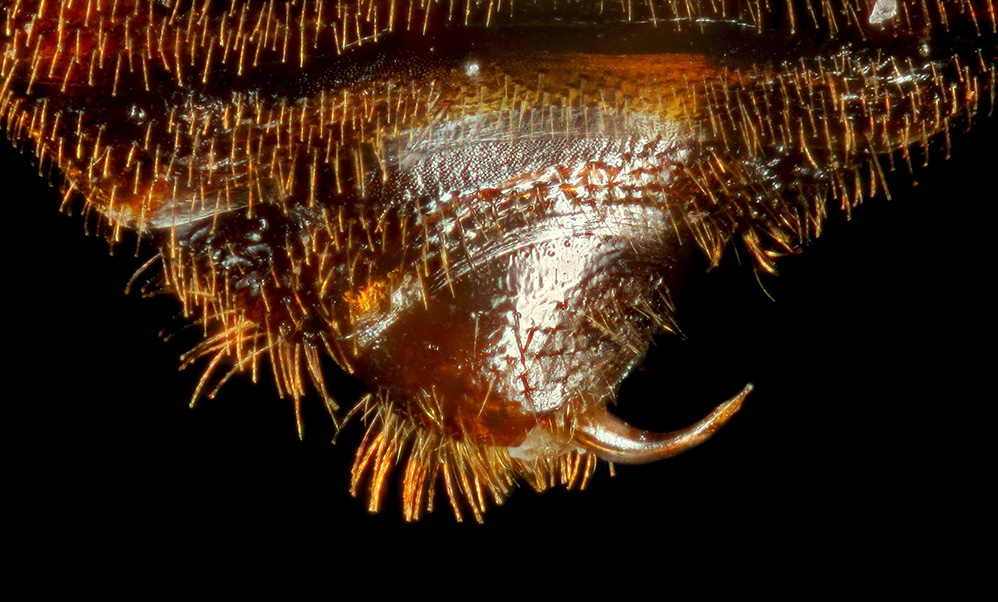 A close-up photograph shows a portion of the bed bug’s body complete with tan-colored cuticle, lots of bristles and a fearsome-looking penis that has the appearance of a curved needle or thorn.