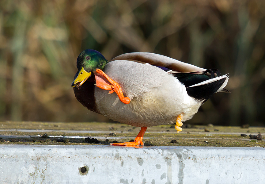 A mallard duck is standing on one leg. He is scratching his head with his other foot. His pink, corkscrew-like penis is on show as he grooms.