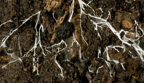 Photograph of dark brown soil with a mesh of white fibers running through it.