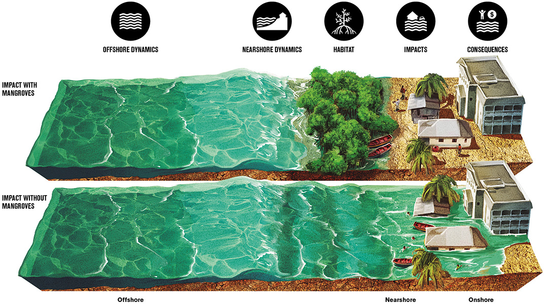 A graphic shows the effect of a storm surge on coastal structured with and without a planting of mangroves between the structures and the shore. In the no-mangrove scenario, the structures are flooded. 