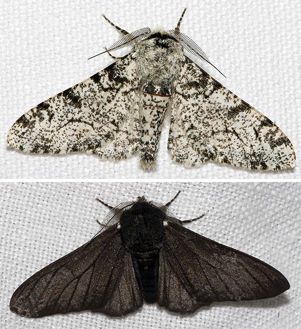Photographs of two moths. The one on top is speckly-pale in color. The one on the bottom is black.