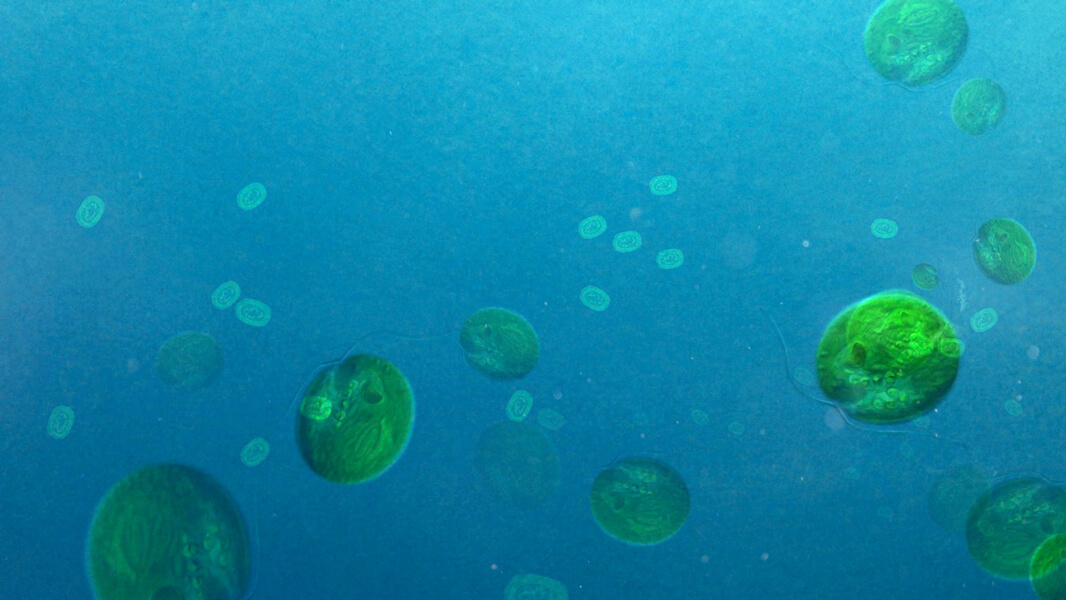 Conceptual illustration of an early ocean, showing algae and bacteria. Some scientists think that the conditions of Snowball Earth led to the rise of the more complex, eukaryotic algae over smaller cyanobacteria. That, in turn, may have helped set the stage for the evolution of multicellular life.