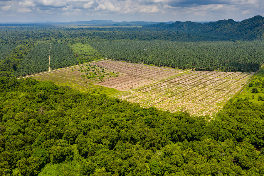 Tropical rainforest in Malaysia that has been cleared for a palm oil plantation.